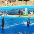 Marineland - Dauphins - Spectacle - 18h00 - 0515