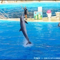 Marineland - Dauphins - Spectacle - 18h00 - 0518