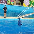 Marineland - Dauphins - Spectacle - 18h00 - 0520