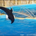 Marineland - Dauphins - Spectacle - 18h00 - 0521
