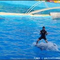 Marineland - Dauphins - Spectacle - 18h00 - 0526