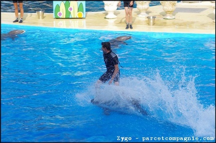 Marineland - Dauphins - Spectacle - 18h00 - 0527