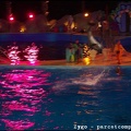 Marineland - Dauphins - Spectacle nocturne - 0545