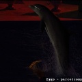 Marineland - Dauphins - Spectacle nocturne - 0550