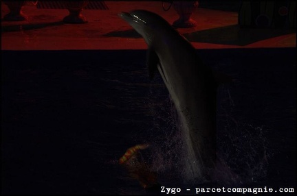 Marineland - Dauphins - Spectacle nocturne - 0550