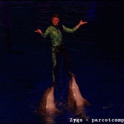Marineland - Dauphins - Spectacle nocturne