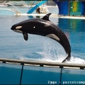 Marineland - Orques - Spectacle - 14h45 - 0724