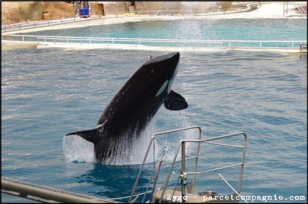 Marineland - Orques - Spectacle - 14h45 - 0727