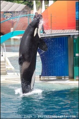 Marineland - Orques - Spectacle - 14h45 - 0737
