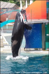 Marineland - Orques - Spectacle - 14h45 - 0738