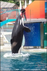 Marineland - Orques - Spectacle - 14h45 - 0739