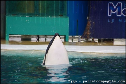Marineland - Orques - Spectacle - 14h45 - 0740