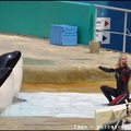 Marineland - Orques - Spectacle - 14h45 - 0742