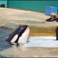 Marineland - Orques - Spectacle - 14h45 - 0744