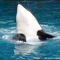 Marineland - Orques - Spectacle - 14h45 - 0750