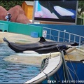 Marineland - Orques - Spectacle - 14h45 - 0760