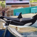 Marineland - Orques - Spectacle - 14h45 - 0761