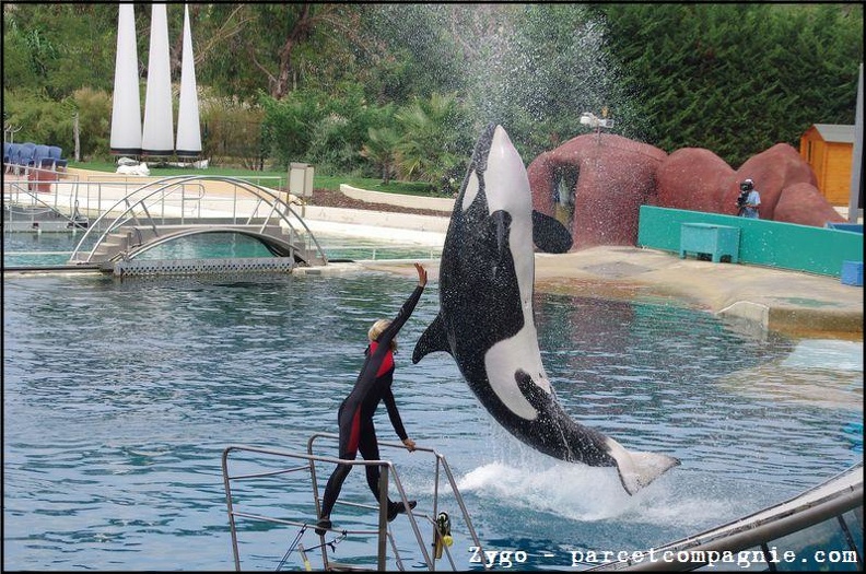 Marineland - Orques - Spectacle - 14h45 - 0764