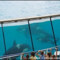 Marineland - Orques - Spectacle - 14h45 - 0765