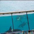 Marineland - Orques - Spectacle - 14h45 - 0767