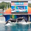 Marineland - Orques - Spectacle - 14h45 - 0768