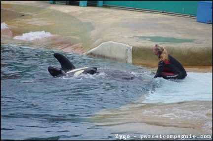 Marineland - Orques - Spectacle - 14h45 - 0771