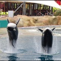 Marineland - Orques - Spectacle - 14h45 - 0772