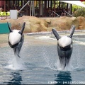 Marineland - Orques - Spectacle - 14h45 - 0773