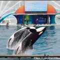 Marineland - Orques - Spectacle - 14h45 - 0776