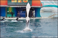 Marineland - Orques - Spectacle - 14h45 - 0778