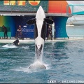 Marineland - Orques - Spectacle - 14h45 - 0778
