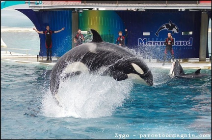 Marineland - Orques - Spectacle - 14h45 - 0780