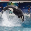 Marineland - Orques - Spectacle - 14h45 - 0781