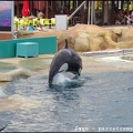 Marineland - Orques - Spectacle - 14h45 - 0782