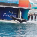 Marineland - Orques - Spectacle - 14h45 - 0785
