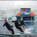 Marineland - Orques - Spectacle - 14h45 - 0787