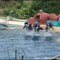 Marineland - Orques - Spectacle - 14h45 - 0788