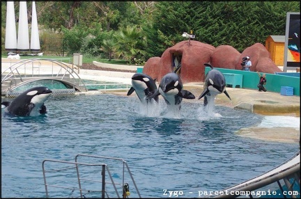 Marineland - Orques - Spectacle - 14h45 - 0788