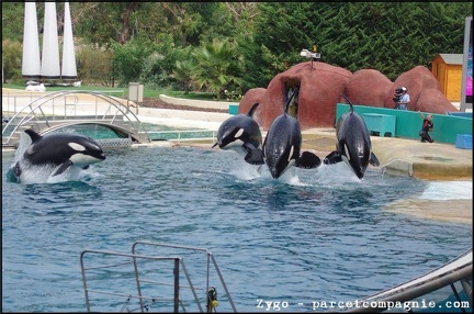 Marineland - Orques - Spectacle - 14h45 - 0789