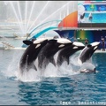 Marineland - Orques - Spectacle - 14h45 - 0790