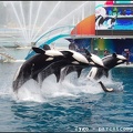 Marineland - Orques - Spectacle - 14h45 - 0791