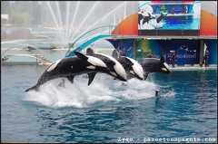 Marineland - Orques - Spectacle - 14h45 - 0792