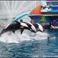 Marineland - Orques - Spectacle - 14h45 - 0792