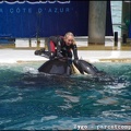 Marineland - Orques - Spectacle - 14h45 - 0799