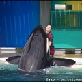 Marineland - Orques - Spectacle - 14h45 - 0801