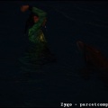 Marineland - Dauphins - Spectacle Nocturne - 0927