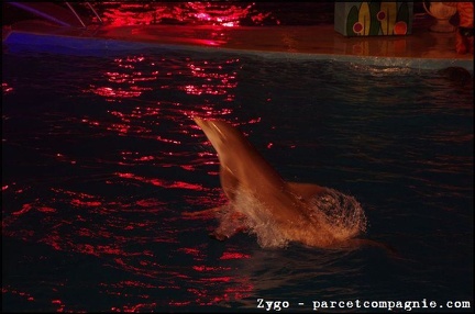 Marineland - Dauphins - Spectacle Nocturne - 0980