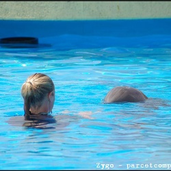 Marineland - Lagoon - Dauphins