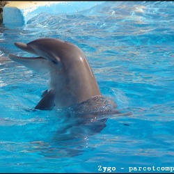 Marineland - Lagoon - Dauphins - Portraits