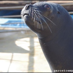 Marineland - Lagoon - Otaries - Portraits